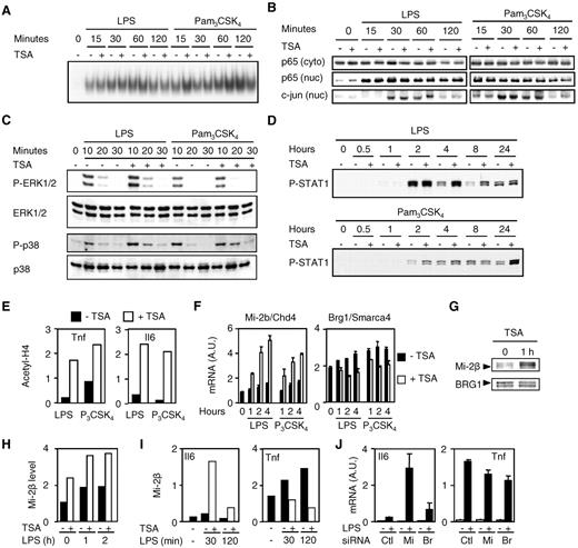 Figure 5. HDAC inhibitors increase Mi-2β expression and recruitment to TSA-sensitive promoter. (A-I) BMDMs were preincubated for 1 hour with (+) or without (−) TSA (100nM unless specified) and exposed to LPS (100 ng/mL) or Pam3CSK4 (100 ng/mL) for the indicated time or 1 hour (E). NF-κB DNA binding activity and NF-κB p65, c-jun, phosphorylated (P-), and total ERK1/2 and p38 and P-STAT1 expression were analyzed by electrophoretic mobility shift assay (A) and Western blot (B-D) using nuclear (nuc) and cytosolic (cyto) extracts. The retarded complex detected by electrophoretic mobility shift assay was dose-dependently inhibited by cold wild-type but not mutant NF-κB oligonucleotide, and supershifted using anti-p65 antibody (data not shown). Acetylation of histone H4 (E) and Mi-2β recruitment (I) to Tnf and Il6 promoters were analyzed by chromatin immunoprecipitation. Mi-2β and BRG1 mRNA and protein levels were quantified by real-time PCR (F) and Western blot (G) with densitometric analyses (H). Data are representative of 2 to 5 independent experiments. (J) RAW 264.7 macrophages transfected with control (Ctl), Mi-2β (Mi), or BRG1 (Br) siRNAs. After 3 days, cells were incubated for 4 hours with (+) or without (−) 10 ng/mL of LPS. Il6 and Tnf mRNA levels were analyzed by RT-PCR and results expressed as the ratio of cytokine to GAPDH mRNA levels. Data are representative of triplicate determinations from 1 experiment.