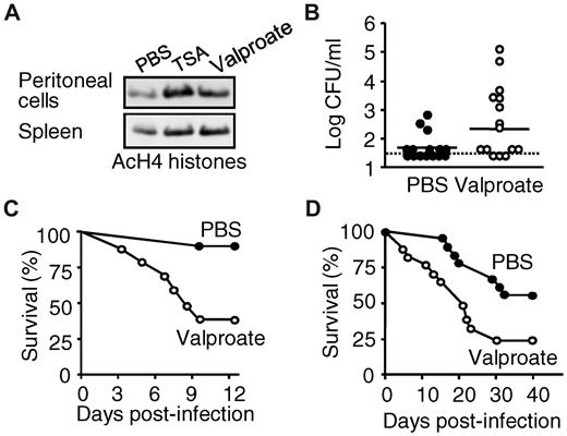 Figure 6. HDAC inhibition increases mortality to nonsevere infection with K pneumonia and C albicans. BALB/c mice were injected intraperitoneally with valproate (Orfiril, 200 mg/kg) or phosphate-buffered saline (PBS). (A) Peritoneal exudate cells and splenocytes were collected after 1 hour. Histone H4 acetylation (AcH4) was analyzed by Western blotting. (B-C) Mice were infected intranasally with 10 CFU of K pneumoniae 15 minutes after valproate. (B) Circulating bacterial counts 3 days after infection and (C) survival (n = 15 mice per treatment groups; P = .04 and .0004 for bacterial counts and survival, respectively). The dashed line represents the lower limit of detection. (D) Survival of BALB/c mice injected with 1.2 × 105 CFU of C albicans and treated with valproate or PBS daily (n = 18 mice per treatment group; P = .02).