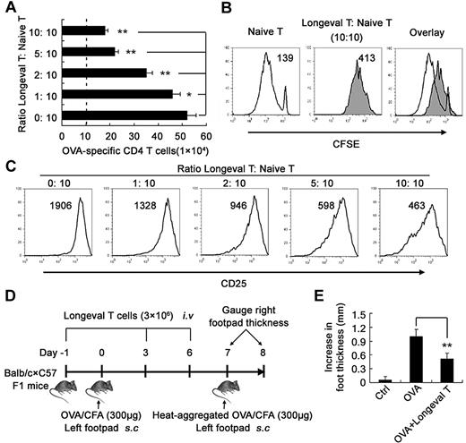 Figure 4. Regulatory DC-maintained long-lived CD4 T cells suppress antigen-specific CD4 T-cell activation and proliferation both in vitro and in vivo. (A-C) The suppressive effect of the long-lived CD4 T cells (Thy1.1−, Longeval CD4 T cells) on proliferation and CD25 expression of Thy1.1+ naive CD4 T cells activated by mDCs for 3 days in the presence of 200nM OVA323-339. On day 3, Thy1.1+ CD4+ 7AAD− viable T cells were counted (A) and gated for analyzing CD25 expression (C) by flow cytometry. For analyzing the influence of the long-lived CD4 T cells on CD4 T-cell division initiated by mDCs and OVA323-339, Thy1.1+ CD4 T cells were labeled with CFSE, and Thy1.1+ CD4+ 7AAD− viable T cells were gated for analyzing CFSE content (B). (D) Schematic of the experimental design of the DTH response. (E) BALB/c × C57BL/6J F1 mice were sensitized with OVA/CFA on day 0. On days −1, 3, and 6, the long-lived CD4 T cells (3 × 106 cells/mouse) were adoptively transferred into the immunized mice via intravenous injection. On day 7, the mice were challenged with heat-aggregated OVA, and then DTH responses were assessed over the following 24 hours. The mice of the unimmunized control group (Ctrl) were challenged with heat-aggregated OVA. The DTH responses are expressed as the mean ± SDs of the increase in footpad thickness for 5 mice per group. *P < .05; **P < .01. Similar results were obtained in at least 3 independent experiments.