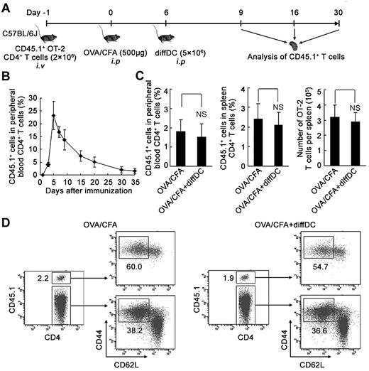 Figure 6. Influence of adoptive transfer of regulatory DCs on the frequency and phenotype of memory CD4 T cells in vivo. (A) Schematic of experimental design of the induction of antigen-specific CD4 T-cell response in vivo with or without adoptive transfer of diffDCs. (B) Frequency of peripheral blood CD45.1+ CD4+ OT-2 T cells after adoptive transfer into C57BL/6J mice immunized with OVA, presented as the percentage of total CD4+ T cells. (C) The percentage of peripheral blood and splenic CD45.1+ CD4+ OT-2 memory T cells among total CD4+ T cells was assessed by flow cytometry in the mice 30 days after immunization. Absolute numbers of CD45.1+ CD4+ OT-2 memory T cells present in spleen were counted. NS indicates no statistical significance. (D) The expression of CD62L and CD44 on CD45.1+ CD4+ OT-2 memory T cells and endogenous CD4+ T cells from the spleen of immunized mice 30 days after immunization. Numbers in the plots indicate the percentage of gated cells. Similar results were obtained in at least 3 independent experiments.
