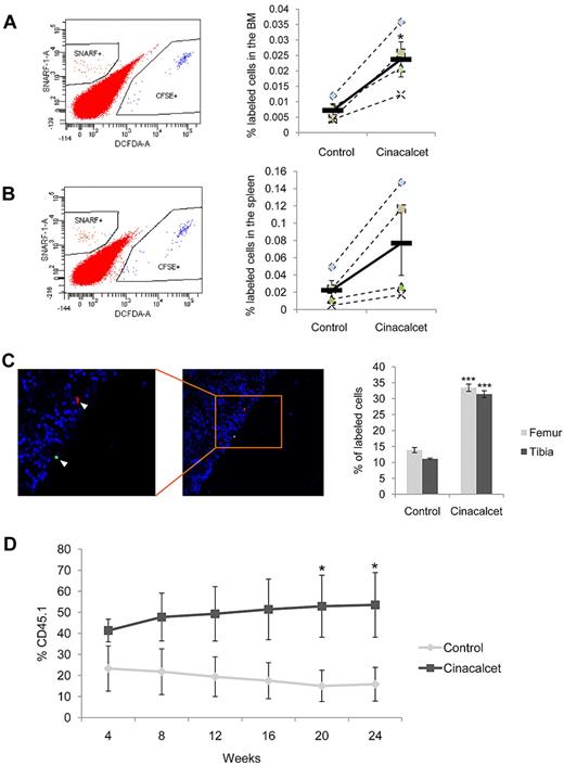 Figure 3. Cinacalcet treatment enhances in vivo homing, lodgment, and engraftment. (A) Cinacalcet- or control-treated LK cells were labeled with green or red membrane fluorescent dyes, respectively. The percentage of labeled cells present in the BM after transplantation was determined by flow cytometric analysis. Representative flow plots (left) and percentage of labeled cells present in the BM (right) are shown (*P < .05; n = 4 from 4 independent experiments). (B) Spleen cells from each recipient mouse were obtained, and homing was analyzed as for BM cells. (C) Quantification of the percentage of LK cells labeled with CFSE (Cinacalcet) or SNARF (control) present in the BM within 2 cell diameters of the endosteal surface in femoral and tibial sections. A representative picture of the anatomical localization of a CFSE+ LK cell (green) at the endosteal region and a SNARF+ LK cell (red) away from the endosteal region is shown. Cells were also stained with 4′,6-diamidino-2-phenylindole (blue) present in Vectashield (***P < .002; n = 180 sections from 3 independent experiments.). (D) Competitive repopulation of CD45.1 donor LKS+F− cells (Cinacalcet or control) and CD45.2 BM MNCs was analyzed by flow cytometric analysis on peripheral blood samples obtained from the recipient mice (*P < .05; n = 9 from 2 independent experiments; error bars represent SEMs).