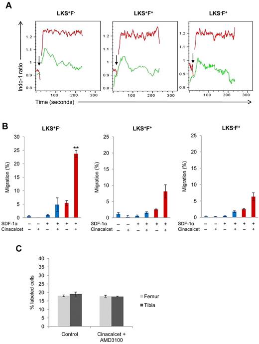 Figure 4. CaR stimulation enhances CXCR4 signaling and cell migration toward SDF-1α. (A) Calcium flux assays in response to 100 ng/mL SDF-1α were performed with the use of purified LK cells. The response in LKS+F−, LKS+F+, and LKS−F+ subpopulations was then analyzed with FlowJo software. Arrow indicates the addition of SDF-1α stimulus; green, control; red, Cinacalcet treated (n = 3 from 3 independent experiments). (B) In vitro chemotaxis assay of LKS+F−, LKS+F+, and LKS−F+ cells to 100 ng/mL SDF-1α after a 3-hour incubation. Blue columns represent chemokinesis controls, red columns represent chemotaxis (***P < .002, *P < .05; n = 3). (C) In vivo lodgment showing the percentages of injected LK cells localized at the endosteal region after ex vivo Cinacalcet and AMD3100 treatment (n = 160 sections from 2 independent experiments; error bars represent SEMs).