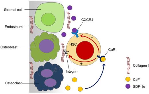 Figure 5. Proposed model for the role of CaR in HSC lodgment in vivo. Active bone remodeling releases Ca2+ ions into the endosteal region of the BM. HSCs arriving at the endosteal region are able to sense the released Ca2+ ions through the CaR. When the CaR is activated by Ca2+ ions, CXCR4 signaling is activated, which is known to be involved in cell survival and the retention of HSCs in the BM. Furthermore, activation of the CaR also enhances HSC adhesion to major ECM components in the adult BM, such as collagen I. This complex interplay of intracellular signaling dictates the fate of the transplanted HSCs.