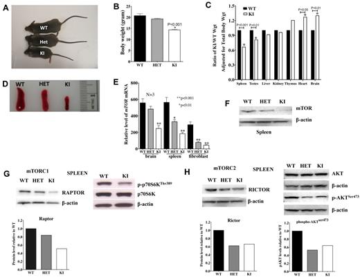 Figure 1. mTOR expression affects body and organ weight as well as TORC1 and TORC2 activity. (A-B) Body sizes and weights of KI mice are less than that observed in age-matched WT and HET mice (N = 7 each). (C) KI organ weights are adjusted for body weight and shown as a proportion of the WT organ weight also adjusted for body weight. All data are from 7 mice (age, 57 days). (D) Spleens of KI mice are small and disproportionately reduced compared with other organs. (E) Relative mRNA expression of mTOR in brain, spleen, and fibroblasts of WT, HET, and KI mice (N = 3 each). (F) Protein levels of mTOR (C-terminal antibody) were lower in spleens of KI mice. Basal RAPTOR (G) and RICTOR (H) protein expression was reduced in spleens of HET and KI mice (top left: Western blot; bottom left: protein level relative to WT, normalized with β-actin). In KI splenocytes, lower mTOR levels resulted in less phosphorylation of TORC1 target p-p70SKThr389 (G, top right) and TORC2 target p-AKTSer473 (H, top right: Western blot; bottom right: protein level relative to WT, normalized with total β-actin).