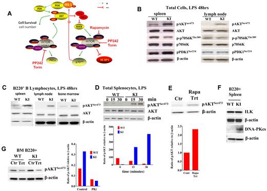 Figure 2. TORC1/TORC2 signaling in activated lymphocytes. (A) Schematic representing a simplified signaling pathway for TORC1/TORC2 (using ScienceSlides objects, Suite 2009). The dotted green line indicates that the signaling is not direct. (B) AKT and p70S6K phosphorylation in LPS-stimulated (48 hours) cells from spleens and LNs of KI versus WT mice. p-p70S6K levels remained low, as in unstimulated cells, whereas pAKT levels increased. (C) AKTSer473 phosphorylation in LPS-stimulated (48 hours) B220+ lymphocytes from spleens, LNs, and BM increased in KI mice compared with WT. (D) Time course (0, 15, and 30 minutes) of pAKTSer473 induction in splenocytes stimulated with LPS. (E) pAKTSer473 levels in control/untreated L363 myeloma cells versus cells treated with 10nM rapamycin for 24 hours. (F) ILK and DNA-PKcs in B220+ splenocytes stimulated with LPS after 24 hours. (G) pAKTSer473 induction (48 hours) in cells pretreated for 2 hours with 20μM of the DNA-PKcs inhibitor NU7026 and then stimulated with LPS.