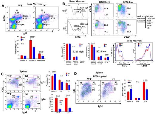 Figure 5. B-cell subpopulations are altered in the BM and spleen. (A) Cells isolated from BM of WT and KI mice (N = 5 each) were stained with antibodies to IgM and B220. Populations are labeled as follows: M indicates mature B cells; IMM, immature B cells; and Pro-pre, Pro/Pre B cells. There were fewer Pro/Pre and immature B cells in KI mice. (B) Cells isolated from the BM of WT and KI mice were stained with antibodies to B220, CD24, and CD43. Stages of B-cell development are based on the following: B220+CD24+CD43−: small pre-B, immature B, and mature B cells; B220+CD24+CD43+: late pro-B and large pre-B cells; B220+CD24−CD43+: early pro-B cells. Populations of CD43+ and CD24+ cells from the BM of WT and KI mice. There were more CD43+, CD24+ cells in the KI compared with WT mice. (C) Flow cytometric analyses revealed that mature B-cell populations were increased in KI spleens. (D) B220+ cells were also stained with IgM and IgD antibodies, and stages of B cells were identified by the following cell surface markers: M indicates mature B cells (B220+ IgDhighCD21+IgM−); T, transitional B cells (T1, B220+IgDloCD21loIgMhigh; T2, B220+IgDhighCD21highIgMhigh); and MZ, marginal zone B cells (B220+IgD−CD21highIgMhigh). Sample sizes for these experiments were 5 mice/group (ages, 8 to 9 weeks) and are representative of repeat experiments.