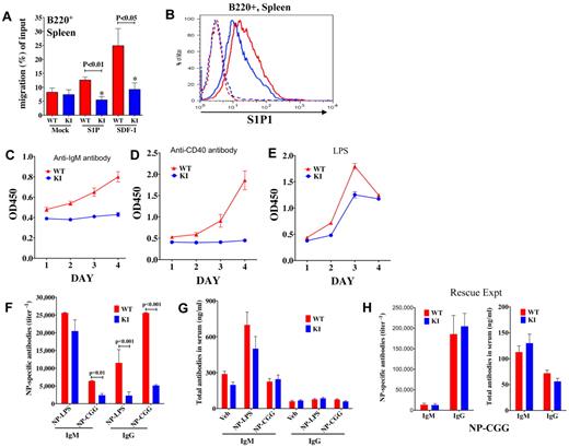 Figure 6. B-cell migration, proliferation, and antibody production. (A) Migration (after 3 hours) of splenic B220+ cells from WT versus KI mice to chemokines S1P and SDF-1. (B) S1P1 (EDG1) receptor expression in splenic B220+ cells from KI (blue) and WT (red) mice. Dotted lines represent isotype controls. (C-E) Viability/cell growth curves in splenocytes of WT and KI mice were analyzed using WST-1. Viability/proliferation of total splenocytes stimulated with (C) α-IgM, or (D) α-CD40 was more compromised than proliferation of cells stimulated through the (E) TLR by LPS. (F) NP-specific IgM and IgG titers from sera of WT and KI mice immunized with either NP-LPS or NP-CGG. (G) WT and KI mice (n = 5 each) were immunized with either NP-LPS or NP-CGG, and total IgM and IgG antibody concentrations were examined in sera of mice at day 7 or day 14, respectively. (H) Crossing the KI mice to β-actin cre mice to produce KIneo− mice rescued antibody production in the neo-less KI mice. WT and KIneo− (neo-less) mice (N = 5 each) were immunized with NP-CGG and NP-specific antibody titers as well as total antibody concentrations measured in mouse sera at day 21; mice were given a boost at day 14.