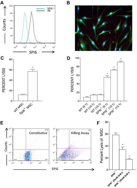 Figure 2. Constitutive expression of SPI6 on MSCs and its role in protecting MSCs from allogeneic CTLs. (A) MSCs revealed constitutive expression of SPI6 as assessed by FACS. SPI6−/− MSC staining was used as a negative control (blue line) versus the positive stain (black line) in WT MSCs. Ab indicates antibody. (B) Immunostaining was performed on WT MSCs, with intracellular SPI6 shown in green versus blue for DAPI (4′,6-diamidino-2-phenylindole). Immunostained images were taken with a Nikon E-1000 epifluorescence microscope at 200× magnification. (C) MSCs from WT and SPI6−/− mice were incubated with primed allogeneic CTLs in a killing assay (n = 5 experiments). SPI6−/− MSCs had 4 times higher cell death rates (expressed as percentage of cell lysis) than WT MSCs (P < .01). (D) MSCs were incubated with increasing E/T ratios, and SPI6−/− MSCs showed a dose-dependent significant increase in cell death with increasing E/T ratios (P < .01). (E) MSCs were stained for SPI6 before (constitutive) and after (killing assay) incubation with CTLs, and SPI6 expression was analyzed by a dot plot on FACS. Data showed a significant decrease in the expression of SPI6 after exposure to CTLs (n = 3 experiments; P < .01). (F) GrB-i resulted in a significant reduction in the percentage of lysis of SPI6−/− MSCs at the 2 concentrations used (n = 3 experiments; P < .02 and P < .01, respectively).