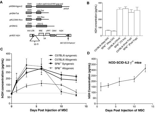 Figure 4. Longevity assessment of MSCs from WT and SPI6−/− mice. (A) Schematic showing the vesicular stomatitis virus glycoprotein (VSV-G) pseudotyped lentiviral vector (HRST-hGH) generated by transient transfection of 5 plasmids (pHDM-Hgpm2, pMD-Tat, pRC/CMV-rev, pHDM-G, and pHRST-hGH) into human 293T cells. CMV indicates cytomegalovirus. (B) Before injection, lentiviral transduction was assessed in vitro, at several time points, for the detection of hGH in MSC culture medium. Neg Ctrl indicates negative control; and Post-Tryp, after trypsinization. (C) Transduced MSCs were injected into allogeneic or syngeneic recipients, and serum was collected at 6 time points to assess hGH secretion (n = 5 mice with serum hGH assessed in duplicates). (C) Syngeneic MSC injections showed a stable hGH concentration in the serum at all time points assessed. Allogeneic MSCs showed a decrease in hGH at day 14, which indicates their rejection by the host immune response. The hGH secretion was significantly lower for SPI6−/− MSCs than for WT MSCs (P < .02). (D) Transduced WT MSCs were injected into NOD-SCID-IL-2rγ−/− mice, and serum concentration of hGH was stable for the same time points assessed.