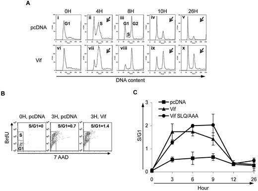 Figure 1. Vif induces an early G1-to-S transition in Vif-transfected HeLa cells. (A) Cell-cycle profiles of transfected HeLa cells at 5 different time points after release from cell-cycle synchronization. Cells were transfected with pcDNA (top) or wild-type Vif (bottom). Vertical axes denote relative cell number. Horizontal axes denote DNA content as measured by PI staining. Peaks in each plot denote different phases of the cell cycle as labeled in Ai-iii. Note that at 4 hours in Vif-transfected cells (Aix), the height of the S peak compared with the G1 peak is larger than in control cells (Aii). At 10 hours, the height of the G2 peak relative to the G1 peak is greater in Vif-transfected cells (Aviii) than in control cells (Aiv). (B) Proportion of cells in the S phase at time 0 and 3 hours after release from cell-cycle synchronization for the same types of cultures as in panel A after treatment with BrdU/7AAD. Vertical axes show the number of cells with incorporated BrdU. Horizontal axes show total DNA content by 7AAD staining. The top small box in each treatment condition denotes the cell number at the S phase of the cell cycle, while the lower small box denotes the cells at G1. The calculated S/G1 ratio is noted in the upper right of each of the 3 plots. (C) Combined results from multiple experiments of the types shown in panels A-B. Vertical axis denotes ratio of number of cells in S phase to number of cells in G1. Horizontal axis denotes time after release from synchronization in the S phase. The proportion of cells in S compared with G1 was obtained by analyzing the peaks of cell-cycle profiles such as those shown in (A). The proportion of cells in the S phase was increased in cells transfected with either wild-type Vif or the Vif mutant SLQ/AAA at 3, 6, and 9 hours after release from G1, compared with cells transfected with control vector. ■, control vector; ▲, wild-type Vif; and ●, Vif mutant SLQ/AAA.