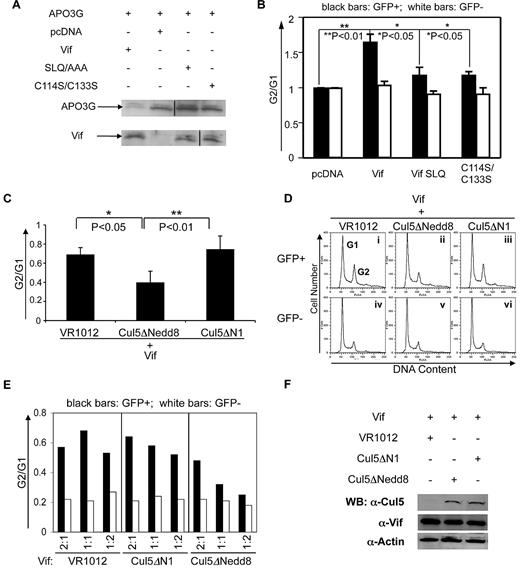 Figure 2. Cullin5 is required for Vif-induced G2 arrest and its effect is dose dependent. (A) Western blot of HeLa cell lysates at day 3 after transfection with APO3G-HA + Vif vector (lane 1), control vector (lane 2), Vif mutant SLQ (lane 3), or Vif mutant C114S/C113S (lane 4). Expression of Vif and APO3G was measured in cell lysates run on parallel gels; blots were probed with anti–HA antibody (for APO3G expression, upper bands) or with anti–Vif antibody (lower bands). Vif expression was similar among cells transfected with Vif or Vif mutants. Vertical lines have been inserted to indicate a repositioned gel lane. (B) Vif-induced G2 arrest is dependent on an interaction between Cul5 and Vif. Vertical bars indicate the G2/G1 ratio obtained from cell-cycle profiles of HeLa cells transfected with control vector (pcDNA), Vif alone (Vif), or one of the Vif mutants (Vif SLQ or C114S/C113S) at 2-3 days after transfection. The SLQ and C114S/C133S mutants fail to interact with the Cul5-ElongB/C E3 ligase. The mean ± SE of 3 experiments is shown. (C-F) All experiments show results obtained from 3-day cultures of HeLa cells cotransfected with GFP and either VR1012 (control vector) or one of the Cul5 mutants Cul5ΔNedd8 (dominant-negative mutant) or Cul5ΔN1 (negative-control mutant). (C) Proportion of cells in G2 compared with G1 after cotransfection with Vif and VR1012, Cul5ΔNedd8, or Cul5ΔN1. The average ± standard error of 3 experiments is shown for each condition. (D) Cell-cycle profiles of Control (column 1) and Cul5 mutant–transfected HeLa cells (columns 2 and 3), marked by the presence (top row) versus the absence (bottom row) of GFP. Vertical axes denote cell number. Horizontal axes denote total DNA content by PI staining. Peaks in each plot denote cells at the G1 or G2 phase of the cell cycle as labeled. Each plot shows one representative experiment of 3 conducted for each condition. (E) Dose dependence of the proportion of cells in G2 compared with G1 after transfection with decreasing ratios of Vif + control vector or one of the Cul5 mutants. For each condition, 3 ratios were tested: 2:1, 1:1, and 1:2 (horizontal axes). Black bars, GFP+ cells; white bars, GPF− cells. Cell-cycle profiles were analyzed by PI staining at 3 days after transfection. The proportion of cells in G2 compared with G1 was obtained by analysis of peaks of cell-cycle profiles such as those shown in (B). (F) Western blot of cell lysates 3 days after transfection with control vector (lane 1), the Cullin5 dominant-negative mutant (lane 2), or the Cullin5 control mutant (lane 3). Blot was probed with anti–Cul5 antibody or anti–Vif. Anti–actin antibody confirms that equal amounts of cell extract were run in each lane.
