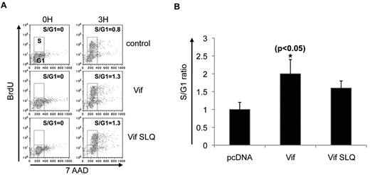 Figure 3. Vif induces an early G1-to-S transition that is Cul5 independent. (A) HeLa cells were transfected with pcDNA, wild-type Vif, or the Vif mutant SLQ, and the proportion of cells in S phase at time 0 and 3 hours after release from cell-cycle synchronization after treatment with BrdU/7AAD was determined. Vertical axes show the number of cells that incorporated BrdU. Horizontal axes show total DNA content by 7AAD staining. The top small box in each plot denotes the cell number at the S phase of the cell cycle, while the lower small box denotes the cells at G1. The calculated S/G1 ratio is noted in the upper right of each plot. (B) Combined results from multiple experiments of the type shown in panel A. Vertical axis denotes the ratio of the number of cells in the S phase to the number of cells in G1. The SLQ mutants fail to interact with the Cul5-ElongB/C E3 ligase complex. *P < .05 for bar 2 vs bar 1. The mean ± SE of 3 experiments is shown.