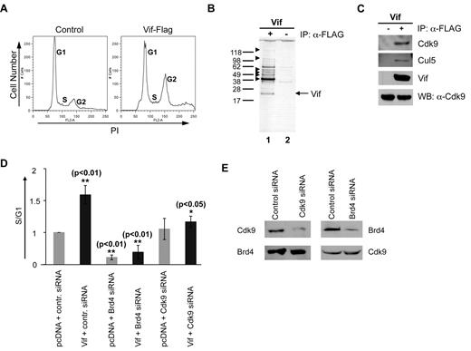 Figure 5. Mass spectrometry and a proteomic screen of Vif-Flag–transfected HeLa cells yield known and novel cellular proteins and RNP partners of Vif. (A) Cell-cycle profiles of HeLa cells transfected with control vector or with Vif-Flag at 3 days after transfection. Note that Vif-Flag, like untagged Vif, causes transfected cells to arrest in G2. Vertical axes denote cell number. Horizontal axes denote total DNA content by PI staining. Peaks in each plot denote different phases of the cell cycle as labeled. One representative experiment is shown. (B) Silver-stained Western blot of immunoprecipitates (with anti–Flag antibody) of cell lysates obtained from cells transfected with Vif-Flag vector (lane 1) or control vector (lane 2). One representative of 3 experiments is shown. The gel shown was silver stained. (C) Western blot of Vif-Flag–transfected HeLa cell lysates immunoprecipitated with anti–Flag antibody. Left lane, control; right lane, Vif-Flag–transfected cells. Equal amounts of cell extract were analyzed using antibodies against Cdk9 and Cul5 and Vif. Cdk9, Cyclin-dependent kinase; Cul5, Cullin5; Vif, viral infectivity factor; WB, Western blot; α, anti-. (D) Relative proportion of cells in S compared with G1 after transfection with Vif and siRNA against its potential binding partners Brd4 and Cdk9. The various vectors used to transfect synchronized HeLa cells are shown across the x-axis. **P < .01 for bar 2 vs bar 1 and for bar 4 vs bar 2; *P < .05 for bar 6 vs bar 2. The mean ± standard error of 3 experiments is shown. Inhibition of Brd4 or Cdk9 with siRNA reduces the Vif-mediated G1-to-S cell-cycle transition in transfected cells. Fold increases were calculated relative to control siRNA and pcDNA cotransfected cells after normalization of the corresponding S/G1 ratio to 1. (E) Western blot of lysates from HeLa cells transfected with control siRNA or siRNA against Brd4 or Cdk9. Lysates were probed with anti–Cdk9 or anti–Brd4 antibody and analyzed at 2 days after transfection. Note how transfection with Cdk9 siRNA or Brd4 siRNA reduced the expression of Cdk9 and Brd4 proteins, respectively.