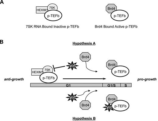 Figure 6. Possible mechanisms by which Vif may modulate the in vivo equilibrium of p-TEFb. (A) p-TEFb exists in vivo in either a kinase-active form (p-TEFb-Brd4 complex) or a kinase-inactive form (p-TEFb-HEXIM1-7SK RNA complex). Brd4 and HEXIM1 act as positive and negative regulators, respectively, of the complex to reciprocally affect the functional equilibrium of p-TEFb. The appropriate equilibrium of p-TEFb is known to be important for growth and differentiation. (B) Postulated mechanisms by which Vif could alter the equilibrium of p-TEFb. Hypothesis A: Vif shifts the equilibrium of p-TEFb away from the inactive, anti-growth state and toward the active, pro-growth state by releasing p-TEFb from negative regulation by the HEXIM1-7SK RNA complex. Hypothesis B: Vif interacts directly with Brd4 and Cdk9 to promote the formation of the active, pro-growth state of p-TEFb.