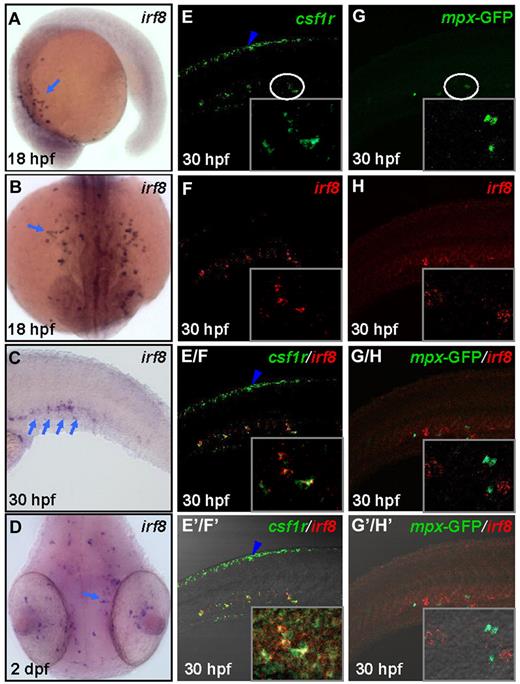 Figure 1. Expression pattern of irf8 and costaining of irf8 with csf1r and mpx. (A-B) WISH indicates irf8 RNA expression in the yolk sac of 18 hpf WT embryos (n = 35/35). (C) WISH shows irf8 RNA expression in the CHT25,26 of 30 hpf WT embryo (n = 36/38). (D) WISH reveals irf8 RNA expression in the head region of 2 dpf WT embryo (n = 33/39). (A-D) Blue arrows indicate the irf8 signals. (E-F) Double WISH staining of csf1r and irf8 RNA in the CHT of 30 hpf WT embryos (n = 32/35). (E/F) Superimposed image of panels E and F. (E′/F′) Merged view of E/F with DIC image. (G-H) Double staining of mpx-GFP and irf8 RNA in the CHT of 30 hpf Tg (mpx:eGFP) embryos (n = 29/31). (G/H) Superimposed image of panels G and H. (G′/H′) Merged view of panel G/H with DIC image. (E,E/F,E′/F′) Blue arrowheads represent neural crest-derived pigment cells positive for csf1r. (E-G′/H′) Insets are higher magnification (×40) views of the circled region in panels E and G.