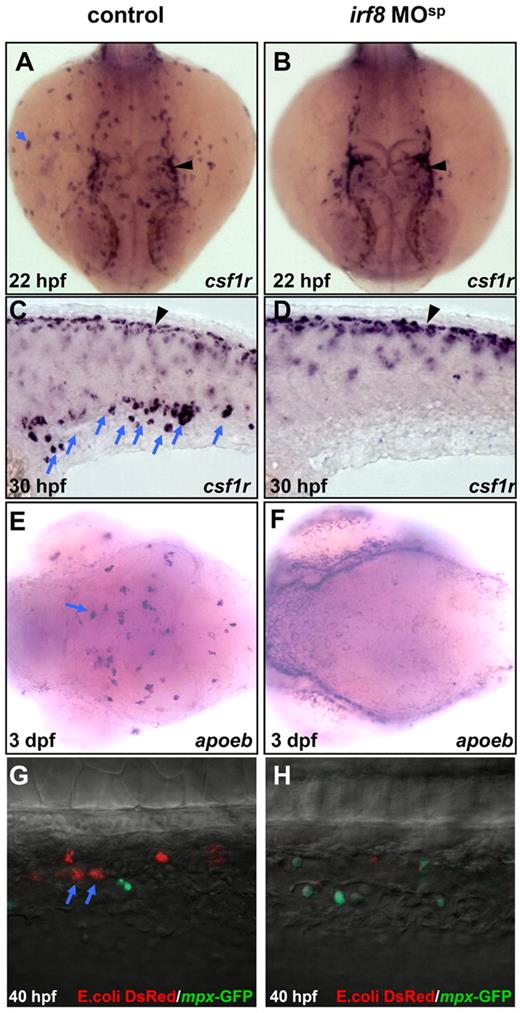 Figure 2. Depletion of macrophage population in irf8 MOsp morphants. (A-B) WISH shows csf1r RNA expression in the yolk sac of 22 hpf control embryo (n = 42/42) and 22 hpf irf8 MOsp morphant (n = 40/40). (C-D) WISH shows csf1r RNA expression in the CHT of 30 hpf control embryo (n = 38/38) and 30 hpf irf8 MOsp morphant (n = 36/36). Blue arrows indicate myeloid cells whereas black arrowheads represent neural crest-derived pigment cells. (E-F) WISH shows apoeb RNA expression in the brain region of 3 dpf control (n = 45/45) and irf8 MOsp morphant (n = 43/43) embryos. (G-H) Double staining of DsRed and GFP with antibodies shows macrophages loaded with E. coli. (red, blue arrows) and neutrophils (green) in the CHT of 40 hpf control embryo (n = 23/27) and irf8 MOsp morphant (n = 21/22).