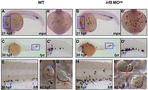 Figure 3. Expansion of neutrophils in irf8 MOsp morphants. (A-B′) WISH shows mpx RNA expression in 21 hpf control embryos (n = 44/44) and irf8 MOsp morphants (n = 47/48). (C-D′) WISH shows lyz RNA expression in 30 hpf control embryos (n = 39/39) and irf8 MOsp morphants (n = 38/38). (A-D′) Blue arrows indicate the WISH signals. (E,H) SB staining indicates mature neutrophils in the CHT region of 36 hpf control embryo (n = 53/53) and irf8 MOsp morphant (n = 49/49). (E,H) Blue arrows indicate the SB signals. (F-G,I) Video-enhanced DIC microscopy shows in vivo image of macrophages and neutrophils in 42 hpf control embryos (n = 11/11) and irf8 MOsp morphant (n = 10/10). (A′-B′) Dorsal views of the anterior yolk of the boxed regions in panels A and B (blue). (C′-D′) Higher magnification (×20) views of the boxed regions (blue) in panels C and D. (F) Blue and black arrowheads indicate the lysosome inside the macrophage and the long filopodia of macrophage, respectively. (G,I) Red arrows represent granules in neutrophils.