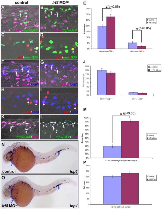 Figure 4. Cell cycle profile of primitive myeloid cells in irf8 MOsp morphants. (A-B) BrdU and GFP double staining indicates the neutrophils in S phase in the CHT region of 32 hpf Tg(mpx:eGFP) control embryo (n = 8/8) and irf8 MOsp morphant (n = 7/7). (C-D) pH3 and GFP double staining reveals the neutrophils in M phase in the CHT region of 32 hpf Tg(mpx:eGFP) control embryo (n = 8/8) and irf8 MOsp morphant (n = 7/7). (E) Histogram represents the percentage of BrdU+mpx-GFP+ (S phase) and pH3+mpx-GFP+ (M phase) cells in 32 hpf Tg(mpx:eGFP) control embryos and irf8 MOsp morphants (n ≥ 7, mean ± SE). *Statistical differences with corresponding control (t test, P < .05). (F-G) BrdU and Lcp1 double staining shows the overall myeloid cells in S phase in the CHT of 32 hpf Tg(mpx:eGFP) control embryo (n = 8/8) and irf8 MOsp morphant (n = 7/7). (H-I) pH3 and Lcp1 double staining shows the overall myeloid cells in M phase in the CHT of 32 hpf Tg(mpx:eGFP) control embryo (n = 8/8) and irf8 MOsp morphant (n = 7/7). (J) Histogram reveals the percentage of BrdU+Lcp1+ (S phase) and pH3+/Lcp1+ (M phase) cells in 32 hpf Tg(mpx:eGFP) control embryos and irf8 MOsp morphants (n ≥ 7, mean ± SE). (K-L) GFP and Lcp1 double staining presents neutrophils in the CHT of 32 hpf Tg(mpx:eGFP) control embryo (n = 8/8) and irf8 MOsp morphant (n = 7/7). (M) Histogram shows the percentage of mpx-GFP+Lcp1+ cells (neutrophils) in 32 hpf Tg(mpx:eGFP) control embryos and irf8 MOsp morphants (n ≥ 7, mean ± SE). *Statistical differences with corresponding control (t test, P < .05). White arrows indicate the costaining of BrdU and GFP in panels A and B, pH3 and GFP in panels C and D, BrdU and Lcp1 in panels F and G, pH3 and Lcp1 in panels H and I, and GFP and Lcp1 in panels K and L. (N-O) WISH indicates lcp1 RNA expression in 32 hpf control embryo (n = 35/35) and irf8 MOsp morphant (n = 29/29). Blue arrows represent the WISH signals. (P) Histogram reveals the overall myeloid cell number positive for lcp1 in 32 hpf control embryos and irf8 MOsp morphants (n ≥ 10, mean ± SE).