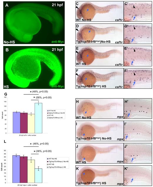 Figure 5. Overexpression of Irf8 promotes the development of macrophages but suppresses that of neutrophils. (A-B) Anti-Myc antibody staining indicates a significant induction of Irf8myc protein expression in the heat shock-treated (HS) Tg(hsp70:Irf8myc) embryo (n = 25/30) compared with the untreated (No-HS) embryo (n = 32/32). (C-F′) WISH shows csf1r RNA expression in 26 hpf untreated (No-HS) WT (n = 22/22) and Tg(hsp70:Irf8myc) (n = 18/18) and heat shock-treated (HS) WT (n = 16/16) and Tg(hsp70:Irf8myc) (n = 10/13) embryos. (C′-F′) Higher magnification (×20) views of the boxed regions (blue) in panels C, D, E, and F, respectively. (G) Histogram represents the overall number of csf1r+ cells (macrophages) in panels C, D, E, and F (n ≥ 9, mean ± SE). *Statistical differences with corresponding control (48% increase compared with No-HS Tg(hsp70:Irf8myc), t test, P < .05; 58% increment compared with HS WT t test, P < .05). (H-K′) WISH shows mpx RNA expression in 26 hpf untreated (No-HS) WT (n = 17/17) and Tg(hsp70:Irf8myc) (n = 20/20) and heat shock-treated (HS) WT (n = 13/15) and Tg(hsp70:Irf8myc) (n = 11/16) embryos. (H′-K′) Higher magnification (×20) views of the boxed regions (blue) in panels H, I, J, and K, respectively. (L) Histogram represents the overall number of mpx+ cells (neutrophils) in panels H, I, J, and K (n ≥ 10, mean ± SE). *Statistical differences with corresponding control (46% decrease compared with No-HS Tg(hsp70:Irf8myc), t test, P < .05; 38% reduction compared with HS WT, t test, P < .05). (C-F′,H-K′) Blue arrows indicate myeloid cells positive for csf1r and mpx, respectively. (C-F′) Black arrowheads indicate neural crest-derived pigment cells positive for csf1r.