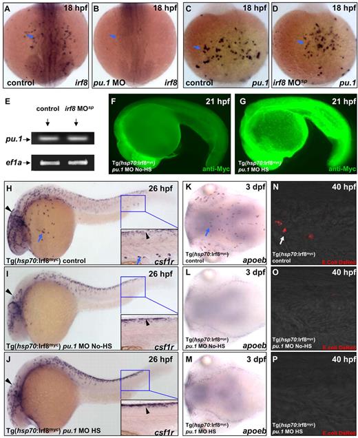 Figure 6. Irf8 is downstream of Pu.1. (A-B) WISH indicates irf8 RNA expression in the yolk sac of 18 hpf control embryo (n = 35/35) and pu.1 morphant (n = 28/29). (C-D) WISH shows pu.1 RNA expression in the yolk sac of 18 hpf control embryo (n = 31/31) and irf8 MOsp morphant (n = 27/27). (E) RT-PCR analysis confirms a similar level of pu.1 expression in 18 hpf control embryos (left lane) and irf8 MOsp morphants (right lane). (F-G) Anti-Myc staining reveals a significant induction of Irf8myc protein expression in the heat shock-treated (HS) pu.1 morphant (n = 26/31) compared with the untreated (No-HS) pu.1 morphant (n = 33/33). (H-J) WISH indicates csf1r expression in 26 hpf untreated control embryo (n = 41/41), untreated (No-HS) pu.1 morphant (n = 45/46), and heat shock-treated (HS) pu.1 morphant (n = 51/51). (H-J) Insets are higher magnification (×20) views of the boxed region (blue). (K-M) WISH reveals apoeb RNA expression in the brain of 3 dpf untreated control embryo (n = 43/43), untreated (No-HS) pu.1 morphant (n = 37/37), and heat shock-treated (HS) pu.1 morphant (n = 41/41). (A-D,H,K) Blue arrows indicate csf1r+ macrophages. (H-J) Black arrowheads represent neural crest-derived pigment cells positive for csf1r. (N-P) DsRed shows macrophages loaded with E coli (red, white arrows) in the CHT of 40 hpf untreated control embryo (n = 27/30), untreated (No-HS) pu.1 morphant (n = 25/29), and heat shock-treated (HS) pu.1 morphant (n = 30/32).