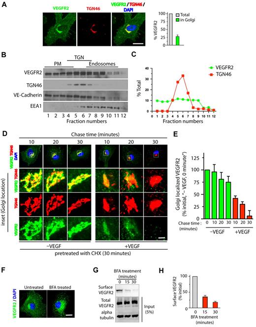 Figure 1. VEGF stimulates exit of VEGFR2 from the trans-Golgi complex. (A) Serum-starved HUVECs were labeled with mAb against VEGFR2 (55B11) and TGN46 (Golgi marker). Total cell-associated and Golgi-localized fluorescence intensity of VEGFR2 was quantified by image analysis. Values are expressed as a fraction of the total VEGFR2 in the Golgi apparatus. (B) Homogenates prepared from serum-starved HUVECs were fractionated on a self-generated Optiprep gradient (10%, 20%, 30%) and immunoblotted with antibodies against proteins enriched in the PM (vascular endothelial-Cadherin); the trans-Golgi complex (TGN46); or endosomes (EEA1). (C) Percentage of total VEGFR2 and TGN46 in each fraction, based on quantification of density of bands in each fraction obtained by Optiprep gradient centrifugation. (D) Effects of VEGF-A treatment on VEGFR2 localization at the Golgi apparatus. Serum-starved HUVECs were treated with CHX (10 μg/mL), and immunofluorescence imaging was carried out for VEGFR2 and TGN46 localization. (E) Quantification of the Golgi-localized VEGFR2 (overlapping with TGN46) shown in panel D. Values are expressed as a percentage of change in intensity of Golgi-localized VEGFR2 signal (relative to initial intensity in at 0 minutes chase at 37°C, data not shown). Percentages in panels A and E represent mean (± SD) in n = 90 cells for each condition from 5 separate experiments. For panel E, P ≤ .05. (F-G) Effects of BFA treatment on VEGFR2 transport in HUVECs. (F) Representative images of immunofluorescence analysis of untreated and BFA-treated cells stained with VEGFR2 antibody are shown. (G) Biotinylation-based analysis of cell-surface VEGFR2. Surface proteins labeled with the biotinylation reagent sulfo-NHS-SS–biotin were pulled down with streptavidin-Sepharose, and 5% of the total cell lysate and biotinylated cell-surface protein was separated by sodium dodecyl sulfate polyacrylamide gel electrophoresis followed by Western blot analysis with antibody against VEGFR2. (H) Quantification of band density for the cell-surface VEGFR2. Percentage is expressed as the change in surface VEGFR2 after BFA treatment (relative to initial levels). The percentage represents mean (± SD) for n = 3 and P ≤ .05. Scale bar represents 5 μm.