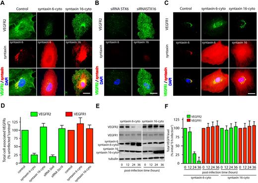Figure 2. Inhibition of syntaxin 6 function decreases the levels of VEGFR2 but not the levels of VEGFR1. (A,D) Uninfected (Control) and syntaxin 6-cyto or syntaxin 16-cyto expressing HUVECs (after 20 hours of infection) were stained with mAb against VEGFR2 (55B11), syntaxin 6 (in Control and syntaxin 6-cyto–treated cells) or syntaxin 16 (in syntaxin 16-cyto–treated cells). Samples were then fixed and observed under fluorescence microscope. (B) HUVECs were subjected to siRNA-mediated syntaxin 6 or syntaxin 16 knockdown, and immunostained for VEGFR2. Representative images showing staining for intracellular VEGFR2 in cells in which endogenous syntaxin 6 or syntaxin 16 was knocked-down over 90% after 72 hours of siRNA treatment. (C) Samples were fixed and observed as in panel A, but stained with goat pAb against VEGFR1 and antibodies against syntaxin 6 or syntaxin 16. (D) Quantification of intracellular VEGFR2 or VEGFR1 in syntaxin 6-cyto and syntaxin 16-cyto expressing cells, and in cells in which endogenous syntaxin was knocked down by siRNA treatment (as in panels A-C). Epifluorescence images were acquired and total cell-associated fluorescence was quantified by image analysis. Values represent relative change in the levels of VEGFR2 or VEGFR1 normalized to an arbitrary value of 100 for untreated controls. Percentage is expressed as mean (± SD) of n = 90 cells for each condition from 3 separate experiments; P ≤ .001. (E) Lysates were prepared from uninfected, syntaxin 6-cyto– or syntaxin16-cyto–infected HUVECs (after infection for various periods of time, as indicated) and samples were immunoblotted for VEGFR2 (55B11) and VEGFR1 (rabbit polyclonal). Relative level of endogenous syntaxin 6, syntaxin 16, or tubulin in cell lysate is shown. (F) VEGFR2 and VEGFR1 band density from panel E was quantified and results represent relative levels of VEGFR2 and VEGFR1 after normalization to an arbitrary value of 100 for 0 minutes after infection. Percentage is expressed as mean (± SD) for n = 3; P ≤ .005). Scale bar represents 5 μm.