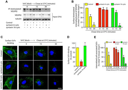 Figure 4. Syntaxin 6 inhibition does not target endocytic pool of VEGFR2 for degradation. (A-E) Serum-starved uninfected (Control) and syntaxin 6-cyto or syntaxin 16-cyto infected HUVECs (20 hours of infection). (A-B) Cells were surface biotinylated as described for Figure 1F. Samples were then incubated at 16°C for 30 minutes to allow biotinylated VEGFR2 to accumulate in endosomes. The remaining surface biotin was removed by treatment with sodium 2-mercaptoethanesulfonate (MesNa) and quenching of MesNa with iodoacetic acid. These samples (0-minute chase time point) were further incubated at 37°C for the indicated periods. To determine the levels of intracellular biotinylated VEGFR2 after different chase periods, cells were again treated with MesNa to remove any additional biotinylated VEGFR2 that had recycled to the cell surface. Intracellular biotinylated VEGFR2 was pulled down by streptavidin-Sepharose as described for Figure 1F. Levels of intracellular biotinylated VEGFR2 were quantitated by immunoblotting for VEGFR2. Total cell lysates were also immunoblotted with the indicated antibodies to assess relative protein abundance. (B) Densitometric analysis of immunoblots in panel A. Values are expressed relative to 0-minute chase time point (normalized to 100%). Values are presented as mean (± SD) for n = 3, P ≤ .05. (C,D) HUVECs were labeled with an E-tagged anti-VEGFR2 antibody (ScFv), at 10°C for 30 minutes, and then incubated with VEGF for an additional 30-minutes. Cells were washed and imaged to assess ScFv-binding at the cell surface. Samples in which ScFv was bound to the cell surface were further incubated at 16°C for 30 minutes. The remaining surface-bound antibody was removed by washing with low pH buffer. These samples (0-minute chase time point) were subjected to chase at 37°C in the presence of VEGF. Cell surface–localized and internalized ScFv-VEGFR2 complexes were detected using an FITC-conjugated antibody against the E-tag. (D,E) Graphs represent quantitative measurements of cell surface–localized and total internalized VEGFR2, as determined by image analysis. Values in panel E are expressed as the percentage of total internalized ScFv fluorescence at the 0-minute chase time point. Values in panels D and E represent mean (± SD) for n = 90 cells for each condition from 3 separate experiments, P ≤ .005. Scale bar represents 5μm.