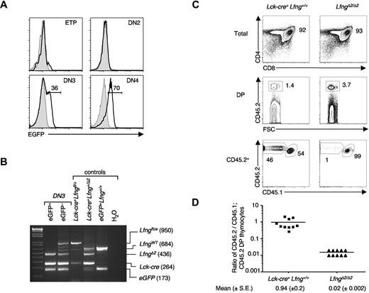 Figure 1. ROSA26-EGFP+Lck-cre+LfngΔ2/Δ2 DN3 thymocytes fail to reconstitute the DP thymocyte pool in mixed chimeras. (A) Detection of Cre-recombinase activity in Lck-cre+Lfngfl/fl mice using ROSA26-EGFP Cre-recombinase reporter mice. Histograms show EGFP expression in each indicated subset from ROSA26-EGFP+Lck-cre+ (black) versus ROSA26-EGFP+Lck-cre− (gray) mice. No EGFP+ B cells or myeloid cells were detected in the spleen or bone marrow (data not shown). (B) Validation of Lfng exon2 excision by Lck-Cre in EGFP+ DN3 thymocytes. PCR analysis of genomic DNA from sorted EGFP+ and EGFP− DN3 (CD117−CD25+) thymocytes isolated from ROSA26-EGFP+Lck-cre+Lfngfl/fl mice. PCR primers used amplify WT Lfng (LfngWT; 684 bp), exon2-floxed Lfng (LfngloxP; 950 bp), and exon2-deleted Lfng (LfngΔ2; 436 bp) alleles from genomic DNA. (C) Loss of Lfng dramatically impairs the generation of DP thymocytes. DN3 thymocytes sorted from ROSA26-EGFP+Lck-cre+LfngΔ2/Δ2 or Lck-cre+ B6.CD45.2 mice were mixed with an equal number of WT DN3 (B6.CD45.1; CD45.2) thymocytes and intrathymically injected into WT (B6.CD45.1) hosts. Ten days later, thymocytes were analyzed by immunofluorescence staining and flow cytometry for CD4 versus CD8 expression on total thymocytes (top), the proportion of DP thymocytes that were CD45.2+ donor-derived cells (middle), and the proportion of CD45.2+ donor cells that coexpressed CD45.1 (bottom), indicating that they were derived from the WT DN3 donor. The range of B6.CD45.2-derived DP thymocytes was 21%-67% for Lck-cre+Lfng+/+ chimeras and 0.3%-2% for LfngΔ2/Δ2 chimeras. (D) Relative contribution of donor-derived cells to the DP thymocyte pool of control vs LfngΔ2/Δ2 chimeras. The frequency of donor-derived thymocytes was calculated using the gating scheme defined in (C). Each symbol represents the percentage of B6.CD45.2 DP thymocytes divided by the percentage of WT B6.CD45.1; CD45.2 DP thymocytes in each thymic lobe. Mean ratios (± SE) are shown beneath the plot and are portrayed as horizontal bars.