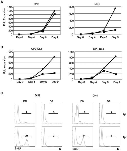 Figure 3. Lfng overexpression enhances proliferative expansion of DN3 and DN4 thymocytes on OP9-DL1 and OP9-DL4. (A) Proliferative expansion of DN3 and DN4 thymocytes on OP9-DL1. Graphs display the fold expansion of Lfng Tg+ (diamonds) versus Lfng Tg− (squares) DN3 or DN4 progeny at each time point relative to the number of cells seeded on day 0. (B) Proliferative expansion of DN4 thymocytes from Lfng Tg+ (diamonds) versus Lfng Tg− (squares) mice on OP9-DL1 versus OP9-DL4 stromal cells. Graphs display the -fold expansion at each time point relative to the number of cells seeded. Similar results were obtained in 3 independent experiments. (C) Prolonged proliferative expansion of Lfng Tg+ DN3 and DN4 progeny in OP9-DL1 stromal cell cultures. DN3 and DN4 thymocytes from Lfng Tg− (top row) and Lfng Tg+ (bottom row) mice were cultured on OP9-DL1 stromal cells for 8 days. BrdU was added to each culture 2 hours before harvesting cells and staining with anti-BrdU–fluorescein isothiocyanate (FITC) and anti-CD4–allophycocyanin (APC) plus anti-CD8–APC. Histograms depict percentage of BrdU+ DN and DP cells generated from cultures initiated with DN3 (left) or DN4 (right) thymocytes. Similar results were obtained in 2 independent experiments.