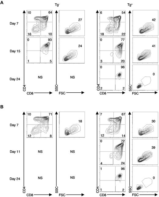 Figure 4. Lfng overexpression sustains proliferation of DN3 and DN4 thymocytes on OP9-DL1. DN3 (A) or DN4 (B) thymocytes were sorted from Lfng Tg+ or WT mice and cultured on OP9-DL1 cells. Beginning at day 7, cells were passaged every 4-5 days onto fresh OP9-DL1 monolayers. At each time point, an aliquot of cells was harvested and stained with anti-CD4–FITC versus anti-CD8–phycoerythrin (PE; left panels). The 2-parameter contour plots (5% probability) depict CD4 versus CD8 expression (left panels) or forward scatter (FSC) versus side scatter (SSC, right panels) of progeny at each time point. Numbers depict the percentage of cells in each quadrant or gate. NS, not sufficient (the number of cells present was not sufficient to be analyzed). The fold expansion for each time point is summarized in supplemental Table 2. Similar results were obtained in 2 independent experiments.