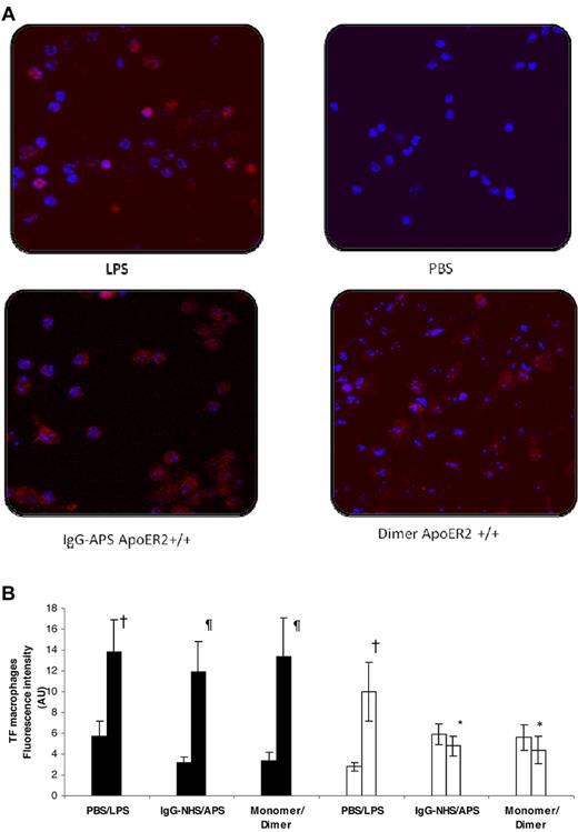 Figure 4. TF expression was up-regulated in apoER2+/+ mice treated with IgG-APS or dimer through an interaction with ApoER2. ApoER2+/+ (filled bars) or ApoER2−/− (open bars) mice were injected either with IgG-NHS, IgG-APS, monomer, dimer, PBS, or LPS as described in the section “Ex vivo immunolabeling of TF in harvested murine peritoneal macrophages.” TF expression was determined by immunostaining with specific Qdot bioconjugates and quantitated after examination with a dual-photon laser confocal microscope. Mice treated with LPS or PBS were used as controls. (A) Representative images of TF expression of the different treatment groups. The red fluorescent staining (655-nm Qdot bioconjugate) indicates surface TF immunoreactivity, whereas the blue color represents cell nuclei stained with Hoechst dye. (B) Quantitative TF expression are assessed as fluorescence intensity in AU (mean ± SD; n = 10 images per mouse and 2 mice per group). †Statistically different from PBS-treated mice control (P < .0001). ¶Statistically different from apoER2+/+ treated with control, NHS (P < .0001), or monomer (P < .0001). *Statistically different from apoER2+/+ treated with agonist, IgG-APS (P < .0001), or dimer (P < .0001).