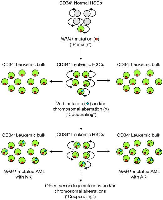 Figure 1. Hypothetical steps of genetic evolution in NPM1-mutated AML. In this scheme, the CD34+ hematopoietic stem cell (HSC) compartment (whether normal or leukemic) is shown in the central column, whereas its more differentiated CD34-negative progeny is shown in the right and left columns. The primary, driving NPM1 mutation (red dot) in an HSC causes transformation that leads to the “leukemic phenotype.” Other mutations (light blue dots), such as FLT3-ITD, occur later in clonal evolution. Leukemic cells in approximately 15% of NPM1-mutated AML can also acquire a chromosomal abnormality (X), whereas in 85% of cases they maintain a normal karyotype. Both later mutations and chromosomal abnormalities are usually expressed in a leukemic cell subclone whose size may vary from one patient to another. For simplicity, occurrence of the second mutation and a chromosomal abnormality in the same cells is not shown. According to the 2-hit hypothesis, only 2 mutations are indicated, but additional mutations may be involved. Light gray circles represent normal HSC and multipotent progenitors; and green circles indicate the CD34+ normal hemopoietic progenitor compartment where primary NPM1 mutation (red dot) and secondary mutations (blue dot) and/or chromosomal aberrations (X) occur, giving rise to the CD34− leukemic bulk population.