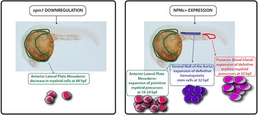 Figure 2. NPM1 mutant in zebrafish model. In zebrafish, where mutant NPM1 was expressed ubiquitously, not only did it cause expansion of primitive myeloid cells but it also resulted in increased numbers of both definitive erythromyeloid progenitors (gata1+/lmo2bright) and hematopoietic stem cells (c-myb+/cd41+) in the ventral wall of the aorta.