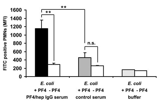 Figure 4. PF4 and anti-PF4/heparin antibodies enhance bacterial phagocytosis. FITC-labeled E coli were preincubated with hu-PF4 (black and gray bars) or with buffer (open bars) and additionally with heat-inactivated human serum, which did (black bar) or did not (gray bar) contain anti-PF4/heparin IgG (preadsorbed with E coli alone), or with buffer alone (open bar). After preincubation, the bacteria were subjected to a whole blood phagocytosis assay using flow cytometry. The figure shows the MFI of FITC-positive PMNs, which is a marker for phagocytosed E coli. Data are mean ± SD of 4 different sera representative of 2 independent experiments. **P < .01. n.s. indicates not significant.