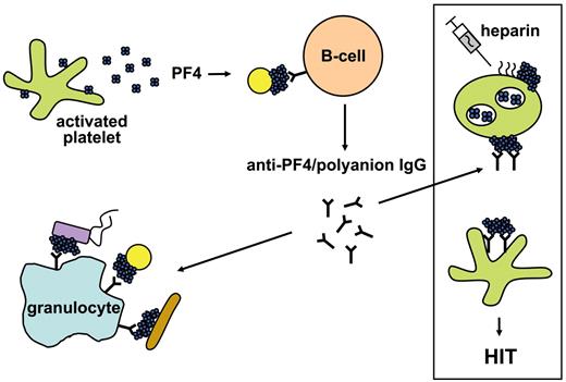 Figure 6. Schematic representation of the mechanism of how PF4 mediates antibacterial host defense and concurrently primes for HIT. Bacteria activate platelets, which release positively charged PF4 interacting with polyanions at the bacterial surface. This generates clusters of PF4, which initiate antibody production by B cells. Once antibodies are induced, they can bind to all bacterial strains, which form PF4 clusters on their surface. Antibody binding to PF4-coated bacteria facilitates binding to granulocytes and subsequently phagocytosis. On the other hand, these antibodies can induce a severe adverse drug reaction, HIT. During heparin treatment, heparin binds to platelets. This mediates formation of PF4/heparin complexes on the platelet surface. These platelet/PF4/heparin complexes mimic PF4 bound to bacteria, and the anti-PF4/polyanion antibodies bind to the platelet surface by their Fab part where they activate platelets by crosslinking the platelet Fc-receptors with their Fc parts. This finally results in massive thrombin generation via a cascade involving activated platelets, platelet microparticles, endothelial cells, and monocytes leading to HIT and new thrombosis. Yellow circles, brown rods, and violet rectangles represent different bacterial species.