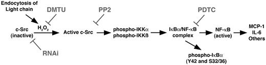 Figure 7. Diagram depicting the proposed signal transduction pathway that is initiated after endocytosis of FLCs into renal epithelial cells and leads to activation of the canonical and atypical NF-κB pathways. Data supporting this pathway have been published previously11,12 and are also found in the present study. RNAi, RNA interference; DMTU, 1,3-dimethyl-2-thiourea.
