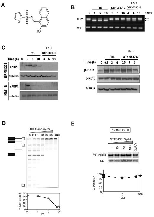 Figure 1. Identification of an Ire1α endonuclease inhibitor. (A) Chemical structure of inhibitor STF-083010. (B) STF-083010 inhibited endogenous XBP1 mRNA splicing. RPMI 8226 cells were treated with 300nM thapsigargin (Th), 60μM STF-083010, or both for the indicated amount of time, and the relative XBP1 splicing was determined by reverse-transcribed polymerase chain reaction. Solid arrow indicates the unspliced form; and broken arrow, the spliced form. (C) STF-083010 inhibits the production of sXBP1 protein but not the autophosphorylation of Ire1α. The indicated MM cell lines were treated for the indicated times with 300nM Th and 60μM STF-083010, and sXBP1 protein was detected by immunoblotting (left panel). RPMI 8226 cells were treated with 300nM Th and 60μM STF-083010 for the indicated times, and the levels of phosphorylated and total Ire1α were detected using specific antibodies (right panel). (D) STF-083010 effect on cell-free Ire1α RNase (endonuclease) activity. Upper panel: hIre1 was incubated with uniformly labeled (32P) HAC1 508-nt transcript for 30 minutes in the presence of increasing concentrations of STF-083010 (1-100μM). HAC1 mRNA cleavage reaction was analyzed by separation of products on denaturing polyacrylamide gels, followed by autoradiography. Lower panel: Quantitation of HAC1 mRNA processing showing half-maximal inhibition at approximately 25μM. Error bars represent SEM of 3 independent experiments. (E) Effect of STF-083010 on cell-free Ire1α kinase activity. Upper panel: hIre1α was incubated with 32P-γATP and increasing concentrations (0-100μM) of STF-083010. Ire1α autophosphorylation was analyzed by sodium dodecyl sulfate-polyacrylamide gel electrophoresis, followed by autoradiography to determine the amount of 32P incorporation (32P-hIRE1). Lower panel: Kinase activity showed no significant change during coincubation with STF-083010. Error bars represent SEM of 3 independent experiments.