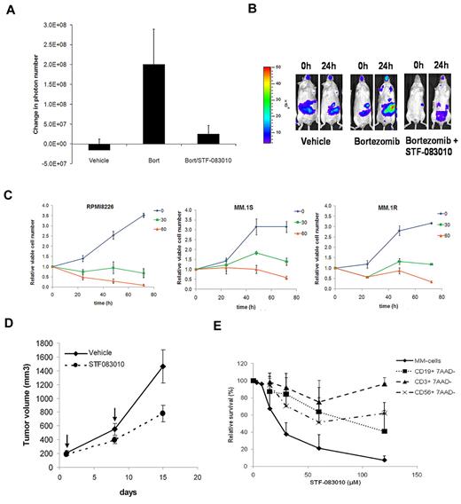Figure 2. In vivo and ex vivo effects of STF-083010. (A) STF-083010 blocks bortezomib-induced XBP1 activity in vivo. Transgenic XBP1-luc mice were injected intraperitoneally with drug vehicle (16% chremophor), 1 mg/kg bortezomib, or 1 mg/kg bortezomib and 60 mg/kg STF-083010, and bioluminescence was measured after 24 hours. Graph represents the average change in the number of photons per animal 24 hours after treatment. Error bars represent SEM of at least 4 animals. (B) Images of representative animals before and after treatment. (C) In vitro cytotoxicity of STF-083010. RPMI 8226, MM.1S, and MM.1R MM cells were treated with 0, 30, or 60μM of STF-083010, and viable cell number was measured daily by the trypan blue exclusion method. (D) Antitumor activity of STF-083010 in vivo. RPMI 8226 MM cells were established as subcutaneous tumor xenografts in NOD/SCID/IL2Rγ null mice. When tumors reached an average volume of 150 mm3, 2 groups of 5 mice each were treated with 30 mg/kg STF-083010 or drug vehicle once weekly for 2 weeks. (E) STF-083010 is preferentially cytotoxic against human MM cells. MM cells were obtained by CD138+ selection from bone marrow samples from MM patients; lymphocytes were obtained by Ficoll density-gradient centrifugation of peripheral blood samples from control patients, followed by staining with anti-CD3, anti-CD19, and anti-CD56 monoclonal antibodies to differentiate between T, B, and NK cells. Cells were cultured with the indicated concentrations of STF-083010 for 24 hours, and cell viability was measured by flow cytometric analysis of annexin V/propidium iodide (MM) or 7-amino-actinomycin D (peripheral blood lymphocytes)-stained samples.