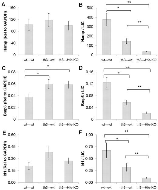 Figure 3. Hfe is important for the control of hepcidin in response to iron in β-thalassemic mice. Expression of Hamp (A), Bmp6 (C), and Id1 (E) in the liver of wt and thalassemic mice at 5 months of age. Values for wt → wt (wt mice engrafted with wt HSCs), th3 → wt (wt mice engrafted with th3/+ HSCs), and th3 → Hfe-KO (Hfe-KO mice engrafted with th3/+ HSCs) mice are shown. Expression levels of Hamp, Bmp6, and Id1 were normalized to liver iron concentrations and are shown in panels B, D, and F, respectively. All of these genes are abnormally low in th3 → wt mice considering their iron load but are further down-regulated in th3 → Hfe-KO mice. Data are mean ± SEM of 5 to 8 mice. *P ≤ .05. **P ≤ .01.