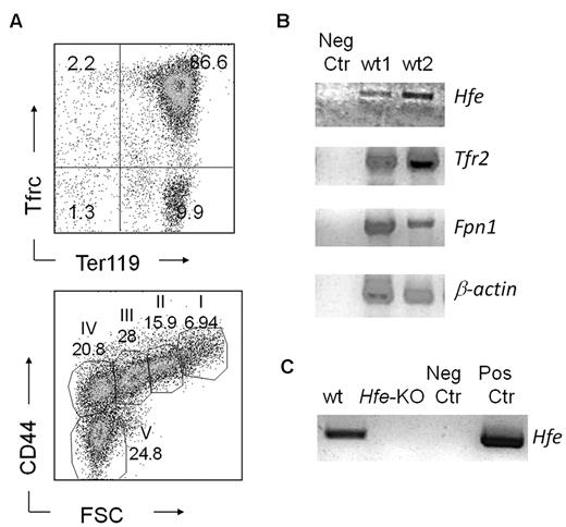 Figure 4. Hfe is expressed in erythroid progenitors. (A) Fluorescence-activated cell sorter profiles of wt splenic erythroid cells after selection. (Top panel) Tfrc and Ter119 costaining. (Bottom panel) CD44 versus forward scatter (FSC) as previously described by Chen et al.31 (B) Reverse-transcribed polymerase chain reaction showing expression of Hfe, Tfr2, Fpn1, and β-actin in erythroid cells harvested from the spleens of phlebotomized wt mice and (C) in erythroid colonies derived from BM cells.