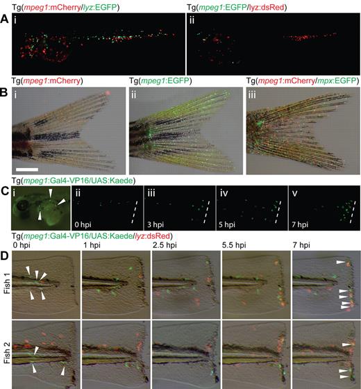 Figure 1. A 1.86-kb mpeg1 promoter fragment drives transient transgene expression in macrophages. (A) Transient mosaic transgene expression in embryos injected with tol2-flanked Tg(mpeg1:mCherry) (i) and Tg(mpeg1:EGFP) (ii) DNA constructs into Tg(lyz:EGFP) and Tg(lyz:dsRed) transgenic backgrounds, respectively. The experiment was conducted on Tg(lyz:EGFP) and Tg(lyz:dsRed) embryos to provide comparison and nonoverlap of expression with neutrophils. (B) Transgene expression in F0 adults injected with tol2-flanked Tg(mpeg1:mCherry) (i,iii) and Tg(mpeg1:EGFP) (ii) DNA constructs. (iii) Tg(mpeg1:mCherry) was introduced onto the Tg(mpx:EGFP) background to provide comparison and nonoverlap of expression with neutrophils. (C) Transient transgene expression resulting from delivery of a tol2-flanked Tg(mpeg1:Gal4-VP16) construct into Tg(UAS:Kaede) embryos results in expression of Kaede in dispersed cells (i) that migrate in response to wounding (tail transection) (ii-v). Time: hours post injury (hpi). (D) Delivery of tol2-flanked Tg(mpeg1:Gal4-VP16) into Tg(UAS:Kaede/lyz:dsRed) embryos allows comparison of macrophage (green, arrowheads) and neutrophil populations (red) migrating in response to wounding (tail transection). Time: hours post injury (hpi).