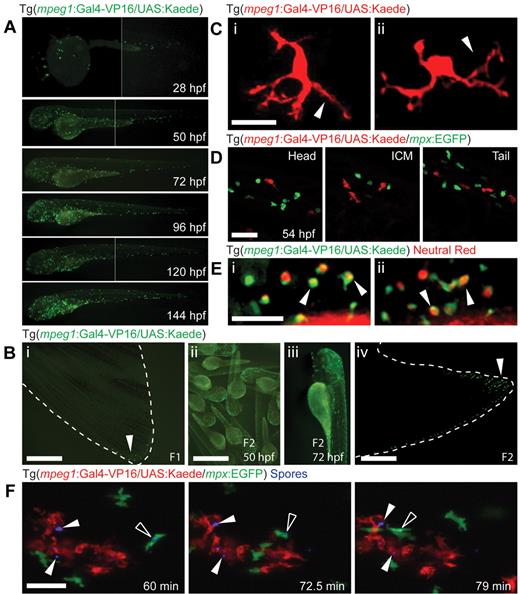 Figure 2. Macrophage ontology, morphology, and behavior in stable mpeg1 transgenic zebrafish. (A) Unconverted Kaede expression (green) in dispersed macrophages in Tg(mpeg1:Gal4-VP16/UAS:Kaede) F1 embryos from 28 to 144 hpf. Images at 28, 50, and 120 hpf are composites assembled from photographs of the same embryo taken in 2 focal planes. (B) Loss of transgene expression occurs in young F1 and F2 Tg(mpeg1:Gal4-VP16/UAS:Kaede) adults (i,iv), demonstrated by the absence of dispersed fluorescent macrophages in the tail fin; compare with macrophages in the tail fins of Tg(mpeg1:mCherry) and Tg(mpeg1:EGFP) F0 animals in Figure 1B. However, the direct offspring of an outcross of the F1 adult (i) still shows strong embryonic transgene expression in dispersed macrophages (ii,iii). (I,iv) Arrowheads indicate autofluorescent iridophores. Bar represents 1 mm. (C) Dendritic morphology (arrowheads) of photoconverted Kaede (red) marked cells in Tg(mpeg1:Gal4-VP16/UAS:Kaede) F1 embryos. Bar represents 20 μm. (D) No overlap of fluorophore expression was observed between photoconverted Kaede and EGFP in F1 Tg(mpeg1:Gal4-VP16/UAS:Kaede/mpx:EGFP) compound transgenic embryos, demonstrating that the mpeg1 promoter drives expression in an entirely separate myeloid cell population to that of the mpx promoter (green represents neutrophils; and red, macrophages). Bar represents 50 μm. (E) Macrophage pinocytosis leads to accumulation of neutral red staining in vacuoles of unconverted Tg(mpeg1:Gal4-VP16/UAS:Kaede) positive cells (green) in the brain (arrowheads) of F1 embryos. Bar represents 50 μm. (F) Phagocytosis of heat-killed Penicillium marneffei spores (calcofluor-labeled, blue, arrowhead) by macrophages (red represents photoconverted Kaede) and neutrophils (green represents EGFP). Note phagocytosis of lower fungal spore by macrophage (bottom filled arrowhead) and migration of neutrophil with intracellular spore (open arrowhead). Stills from supplemental Video 1. Bar represents 50 μm. Time: minutes after infection.