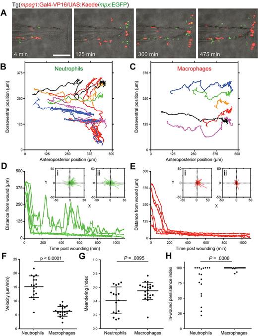 Figure 3. Comparative descriptive and quantitative analysis of macrophage and neutrophil behavior after wounding. (A) Frames extracted from 11.5 hours of time lapse microscopy (supplemental Video 2) after tail transection in a Tg(mpeg1:Gal4-VP16/UAS:Kaede/mpx:EGFP) F1 embryo (red represents macrophages; and green, neutrophils). Bar represents 100 μm. (B-C) Cell migration paths for the first 6 neutrophils (B) and 6 macrophages (C) to arrive at the wound, followed for 18 hours after tail transection, extracted from a video of another wounded Tg(mpeg1:Gal4-VP16/UAS:Kaede/mpx:EGFP) F1 transgenic embryo. (D-H) Graphing of distance to wound edge for the same 6 neutrophils (D) and macrophages (E) as in panels B and C demonstrates an overall difference in migratory and dwelling behaviors. All macrophages migrate directly to the wound and remain near the wound edge for the remainder of the time course, whereas approximately 30% of neutrophils resume a roaming behavior from 3 to 6 hours after wounding. Insets i and ii for each panel present collected x/y movement vectors before (i) and after (ii) wound arrival. Strong directionality is demonstrated by both cell types before arrival, but macrophages move with a slower prearrival velocity (F) and with a stronger directionality reflected by their higher meandering index (direct path length/actual path length) (G). In-wound persistence index, the percentage of remaining time spent at the wound edge after arrival (H), demonstrates the propensity of macrophages to remain in the wound margin for long periods after their arrival, whereas neutrophils show a significantly larger spread of behaviors. Descriptive statistics: (B-E) Data for the same 6 cells of each type. (F-H) Data points are individual cells from 4 embryos imaged for 18 hours after wounding. (F,G) Bars represent mean plus or minus SD. Tests of significance: (F,G) t test, 2-tailed. (H) Mann-Whitney test, 2-tailed.