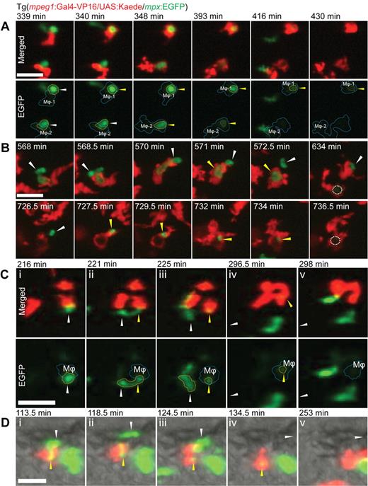 Figure 4. Interactions between macrophages and neutrophils in vivo. (A) Interactions between macrophages (red represents photoconverted Kaede) and neutrophils (green represents EGFP) in Tg(mpeg1:Gal4-VP16/UAS:Kaede/mpx:EGFP) compound transgenic F1 embryos. Two examples of apoptotic neutrophils being phagocytosed by macrophages at the wound margin. The first occurs at 340 minutes by macrophage 1 (Mϕ-1) at the top of frame followed by the second at 348 minutes by Mϕ-2. Loss of green neutrophil fluorescence is evident in the Mϕ-1 after 76 minutes and within Mϕ-2 occurs in 45 minutes. Stills from supplemental Video 3. Bar represents 10 μm. (B) Demonstration that the loss of cytoplasmic neutrophil fluorescence is dependent on macrophage phagocytosis. At 568 to 571 minutes, partial phagocytosis of a segment of a neutrophil. At 572.5 to 634 minutes, loss of fluorescence in the phagocytosed fragment occurs after approximately 6 hours (dotted circle represents region of lost EGFP fluorescence). Providing an internal control for this process, an unphagocytosed still-fluorescing neutrophil fragment remains stationary throughout the first phagocytic phase, until it is subsequently engulfed by the same macrophage at 727.5 minutes, with loss of its EGFP fluorescence at 736.5 minutes. Stills from supplemental Video 4. Bar represents 10 μm. In both panels, white arrowheads and yellow arrowheads indicate unphagocyted and phagocytosed states, respectively, of neutrophil corpse. (C-D) Two examples of cytoplasmic transfer from live neutrophils (green represents EGFP) to macrophages (red represents photoconverted Kaede). (C) A neutrophil/macrophage interaction near a wound margin results in a cytoplasmic fragment from a live neutrophil transferring to within a macrophage. (Top panel) Merged images. (Bottom panel) EGFP channel only. Dashed outlines indicate position of macrophage (blue) and neutrophil/fragment. Stills extracted from supplemental Video 5. Bar represents 20 μm. (D) A neutrophil/macrophage interaction in the trunk of the embryo. Merged fluorescence and bright-field images clearly demonstrate interaction resulting in cytoplasm transfer from neutrophil to macrophage. Stills from supplemental Video 6. Bar represents 20 μm. In both examples, white arrowheads and yellow arrowheads indicate unphagocytosed and phagocytosed states, respectively, of the transferring neutrophil cytoplasmic fragment. Neutrophil viability throughout the process is demonstrated by its subsequent migration out of the field of view (direction of white arrow in subpanels iv and v).