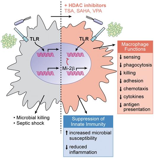 Addition of broad-spectrum HDAC inhibitors to macrophages stimulated through TLRs results in a dominant inhibition of gene expression (up to 60% of TLR-induced genes) encompassing suppression of all major functions of macrophages. Consequently, in vivo susceptibility to infections is increased when the HDAC inhibitor valproate is administered to mice, whereas overreactivity of innate immunity as observed in septic shock is decreased. (Professional illustration by Kenneth X. Probst.)