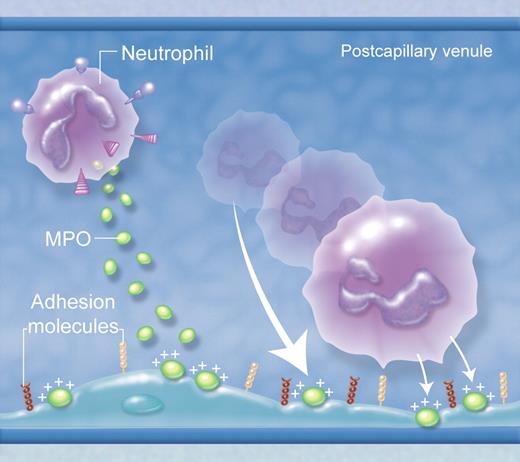 In various forms of vascular pathology, MPO is deposited in the vasculature after its release from neutrophils, binding to negatively charged glycosaminoglycans on the endothelial surface. Due to its strong positive charge, deposited MPO can attract leukocytes to the endothelial surface. However, this does not happen wherever MPO is deposited in the vasculature, but only in sites where leukocyte rolling and adhesion normally occur, such as postcapillary venules. This indicates that the attractive force of MPO is insufficient to initiate adhesion, but can augment adhesion mediated by conventional adhesion molecule pathways. (Professional illustration by Alice Chen.)