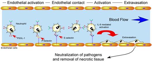 Figure 2. Regulatory pathways which govern neutrophil activation and extravasation. After tissue injury or pathogen invasion, cytokines produced by resident leukocytes or metabolites generated by pathogens induce endothelial cell activation. Activated endothelial cells mobilize P-selectin and E-selectin to the apical cell surface which facilitates loose neutrophil adhesion through interactions with PSGL-1. Activation of neutrophils during loose adhesion results in conformational changes in integrins that mediate firm adhesion and extravasation. Once extravasated, neutrophils respond to chemotactic stimuli, neutralize pathogens and remove necrotic tissue through the collaboration of a wide variety of factors, including enzymes and free radicals.