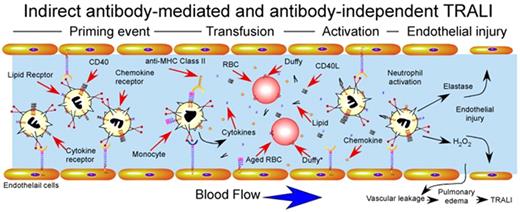 Figure 4. Indirect antibody–mediated and antibody-independent mechanism of TRALI induction. Priming events secondary to underlying pulmonary pathology, often induced by LPS injection in experimental animal models, activate endothelial cells, resulting in significant sequestration of neutrophils within the pulmonary vasculature. After pulmonary priming events, transfusion-associated factors induce rapid intravascular neutrophil activation with subsequent endothelial damage, vascular compromise and pulmonary edema. Factors responsible for transfusion-induced activation are shown and include soluble CD40L, antibody-mediated monocyte activation and cytokine release, lipid mediators and impaired chemokine scavenging by aged red blood cells. Duffy antigens are specifically shown on the surface of red blood cells, where Duffy* on aged red blood cells indicates Duffy receptors with impaired capacity to bind intravascular chemokines.