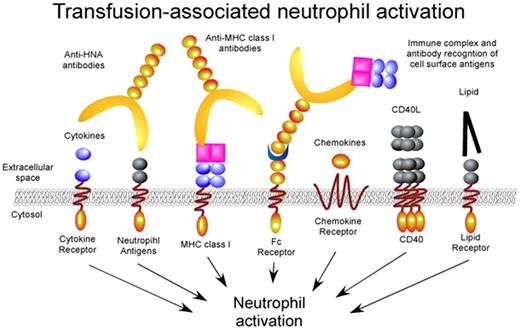 Figure 5. Transfusion-associated neutrophil activation. Transfusion associated factors ranging from antibodies to lipid mediators engage distinct neutrophil receptors resulting in significant intravascular neutrophil activation. Although the signaling pathways for several receptors, such as the Fc receptors, have been independently examined, the signaling mechanisms responsible for most of these activation events remain unknown.