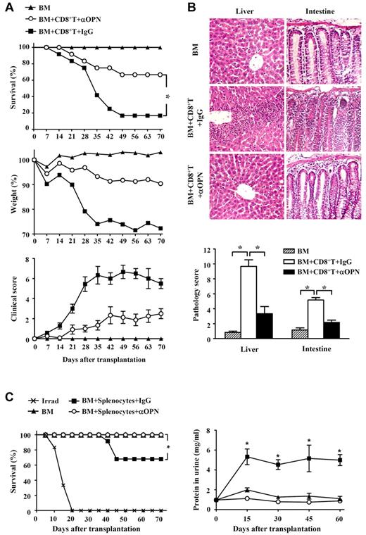 Figure 2. Inhibition of CD8+ T cell-mediated GVHD by anti-OPN Ab. Lethally irradiated B6/SJL recipient mice were injected with C3H.SW CD8+ T cells plus C3H.SW TCD BM or C3H.SW TCD BM alone. These recipients were treated with anti-OPN Ab or control IgG (200 μg/mouse) at days 0, 3, 6, 10, and 14 after transplantation. (A) Survival and clinical GVHD signs were monitored over time after transplantation. Symbols are as follows: (▴), TCD BM alone; (■), TCD BM plus CD8+ T cells plus control IgG treatment; and (○), TCD BM plus CD8+ T cells plus anti-OPN Ab treatment; n = 12 for each group. (B) These murine livers and intestines were collected at day 35 after the aforementioned transplantation and were sectioned for histologic examination with hematoxylin and eosin and substantially semiquantitative histopathology scoring; original magnification: × 200; n = 6 for each group. Samples were visualized with a Nikon Eclipse 80i microscope equipped with Nikon 20×/0.75 PLAN Apo objective and Nikon DXM1200F digital camera. Nikon ACT-1 software Version 2.63 was used to acquire images and Adobe Photoshop 7.0 software was used to manipulate images. (C) Splenocytes (5 × 107) of DBA/2 mice were injected intravenously into sublethally irradiated (6.5 Gy) BALB/c recipient mice accompanied by DBA/2 TCD BM (1 × 107). These recipients were treated with anti-OPN Ab or control IgG (200 μg/mouse) at days 0, 3, 6, 10, and 14 after transplantation. The recipients were monitored for survival (n = 12 per group) and symptom of proteinuria (n = 6 per group). Symbols are as follows: ( × ), irradiation only; (▴), TCD BM alone; (■), TCD BM plus splenocytes plus control IgG treatment; and (○), TCD BM plus splenocytes plus anti-OPN treatment. Results were representative of 3 independent experiments. *P < .05.